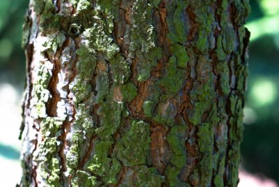 Pinus jeffreyi - borovice Jeffreyova - borka